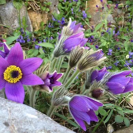 Skalna Ruza - Koevirozsa Panzio