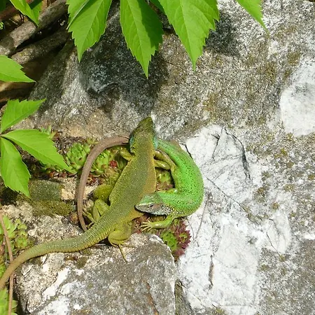 Skalna Ruza - Koevirozsa Panzio