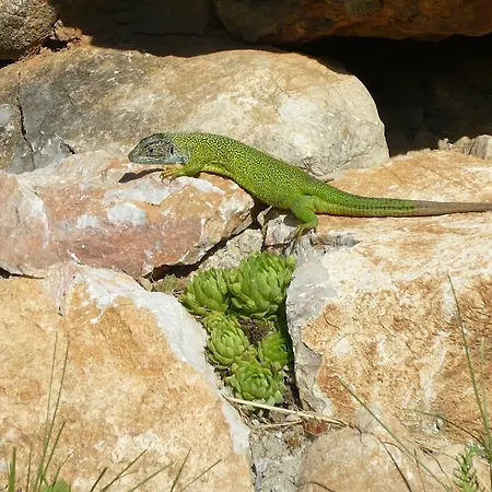 Gasthof Skalna Ruza - Koevirozsa Panzio