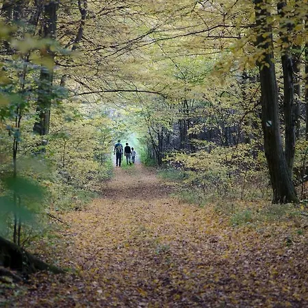 Skalna Ruza - Koevirozsa Panzio *