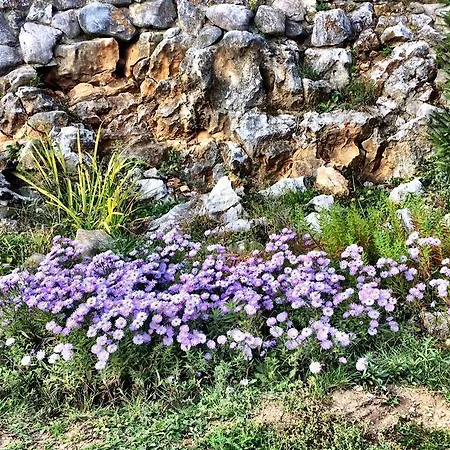 Skalna Ruza - Koevirozsa Panzio